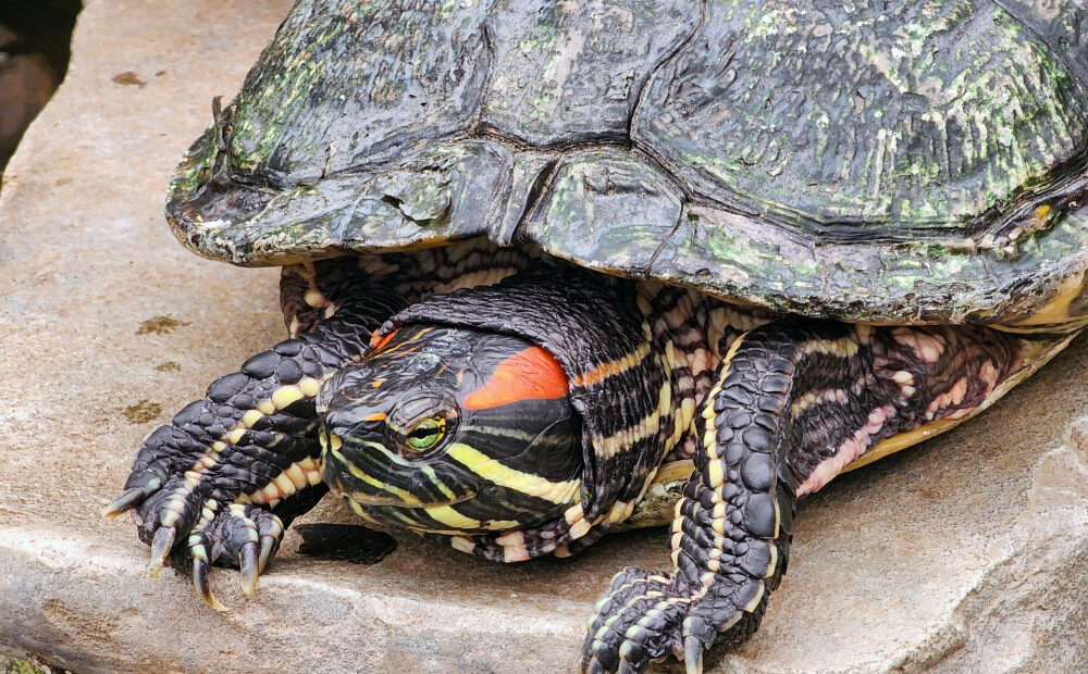 Kuldīgas novada dome “atmet atpakaļ” slavenajam bruņurupucim Rafaelam saziedoto naudu