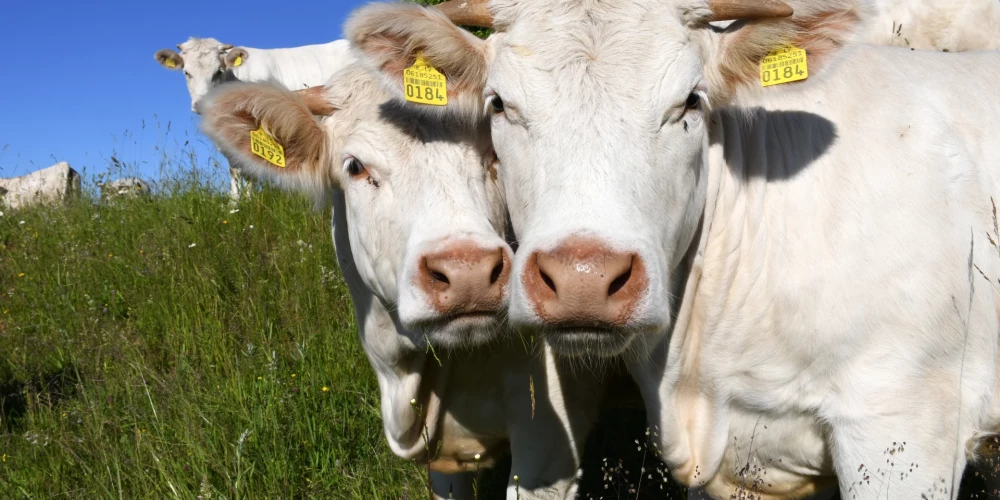 Lauksaimnieki aicina valdību nekavējoties izsludināt ārkārtas stāvokli piensaimniecības nozarē