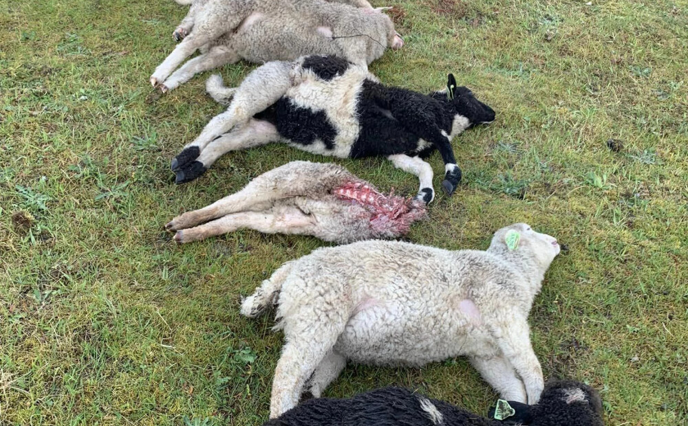 Krustpils pagastā saplosītas deviņas aitas — aizdomas par plēsoņu 