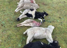 Krustpils pagastā saplosītas deviņas aitas — aizdomas par plēsoņu "izklaidēm"