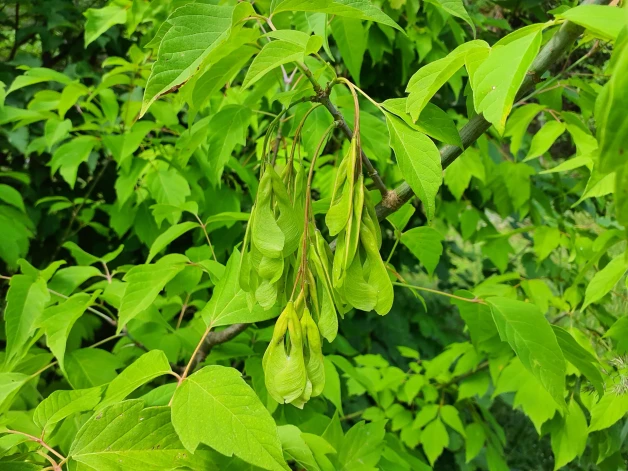 Acer negundo (Ošlapu kļava). Daugavas lokos upes krastā vietām vairs nav ierasto koku – visu pārņēmušas ošlapu kļavu monoaudzes. Apakšā melna zeme, nekas cits vairs neaug.