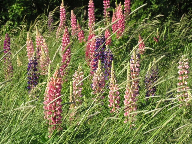 Lupinus polyphyllus (Lupīna). Kā jau tauriņziedis, lupīna spēj piesaistīt augsnei slāpekli – tās sastāvam mainoties, vietējās sugas, kuras piemērojušās liesākiem apstākļiem, spiestas atkāpties nātru, ušņu un gārsas priekšā.