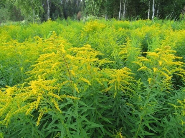 Solidago canadensis (Kanādas zeltgalvīte). Uzstājīgi pārņem aizvien lielākas platības. Plašos zeltmirdzošos laukus augustā un septembrī nevajadzētu tvert kā skaistās vasaras atvadas, bet kā atgādinājumu, ka te ir nekopta vai aplam apsaimniekota teritorija.