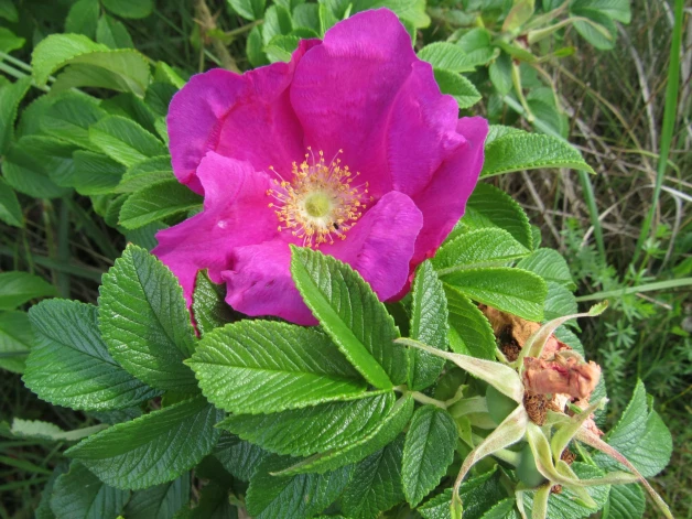 Rosa rugosa (Krokainā roze). Viena no invazīvākajām sugām ne tikai Latvijā, bet visā Eiropā. Sugas vitalitāte nomāc visu, kas apkārt, neatgriezeniski  mainot jau tā jutīgo kāpu ekosistēmu.