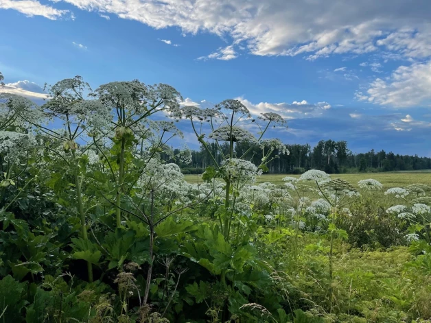Heracleum sosnowskyi (Sosnovska latvānis). Sosnovska latvāni savulaik ieviesa kā vērtīgu lopbarības augu – zaļās masas daudz, varenajām audzēm nav vajadzīga papildus kopšana.