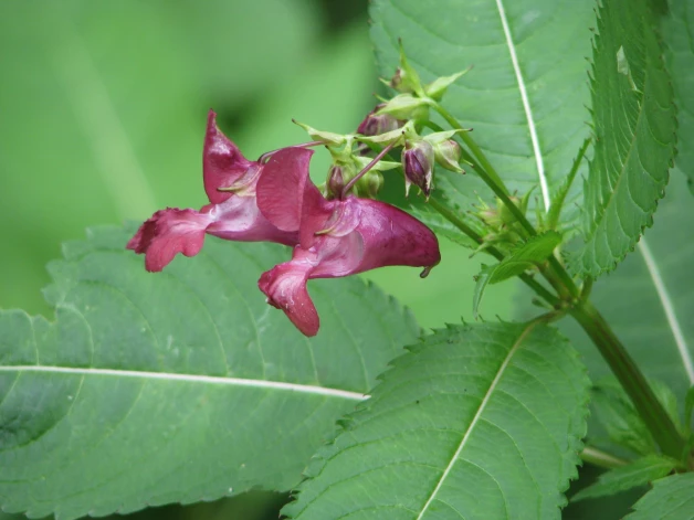 Impatiens glandulifera (Puķu sprigane). Ja augs pēc izraušanas tiek atstāts turpat vai pavirši iemests komposta kaudzē,  uz stumbra sāk veidoties gaisa saknes, un augšana turpinās, bet dažādu kukainīšu un citu derīgo bezmugurkaulnieku skaits augsnē zem ceru saaugumiem samazinās.