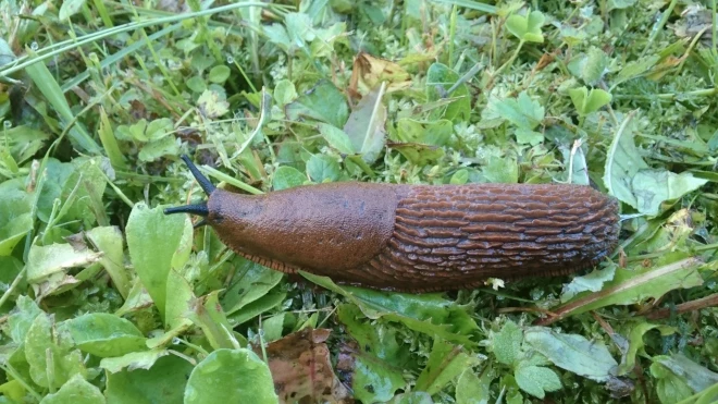 Arion vulgaris (Spānijas kailgliemezis). Apbrīnojami ēdelīgs – spējīgs notiesāt ne tikai to, kas izaudzis dārzā vai zemeņu dobē, bet var nāvējoši apskādēt pat uz zemes ligzdojošo putnu mazuļus.