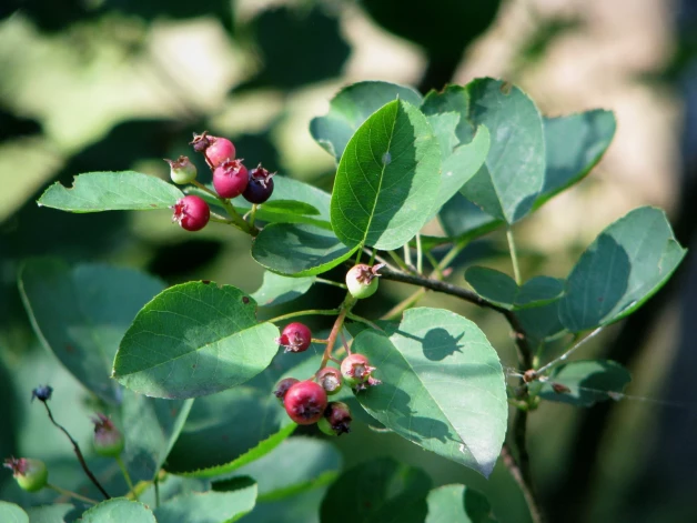 Amelanchier spicata (Vārpainā korinte). Ļoti agresīvi ielaužas gaišajos priežu mežos, kur nokritušās lapas veido tādu augsnes struktūru, kas priedēm nepatīk. Mūsu videi raksturīgie gaišie priežu meži atkāpjas.