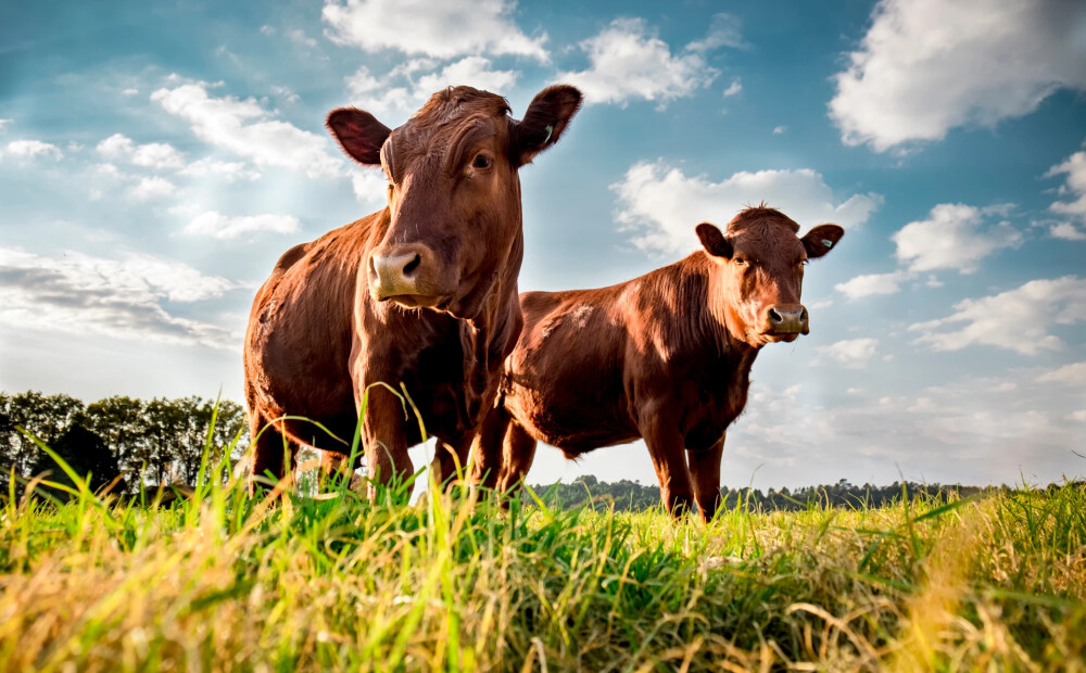 Cik veselīga ir liellopu gaļa un aitas piens? 