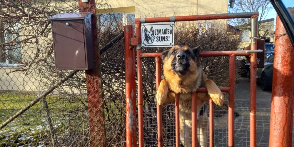 Krauķi uzbrūk Bauskas kapiem, pastniekus un rēzekniešus tracina suņi, lūdz pats sevi arestēt: kriminālā province