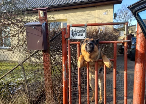 Krauķi uzbrūk Bauskas kapiem, pastniekus un rēzekniešus tracina suņi, lūdz pats sevi arestēt: kriminālā province