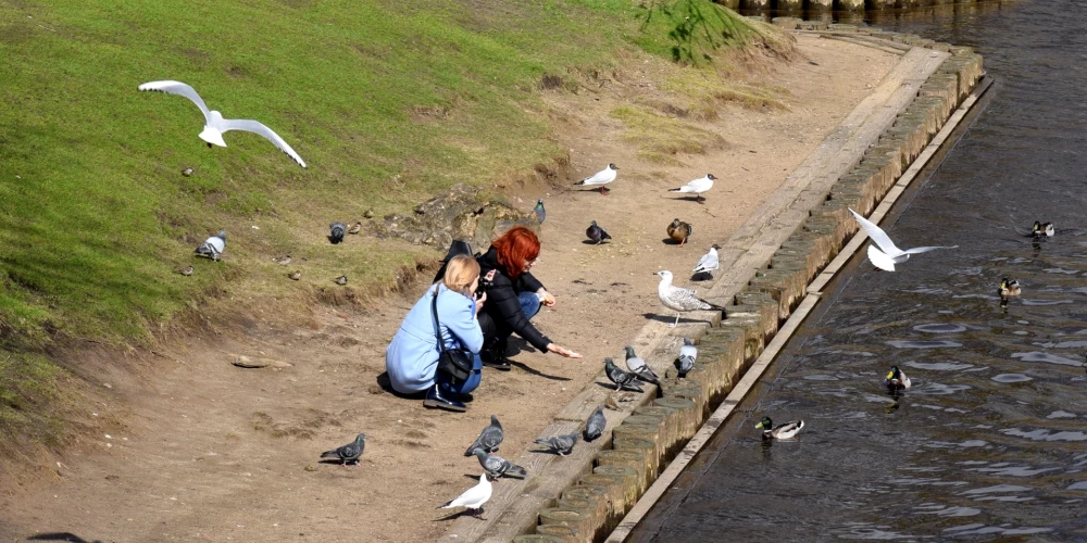 Putnu gripa konstatēta savvaļas putniem sešās Latvijas vietās; PVD brīdina mirušus putnus neaiztikt
