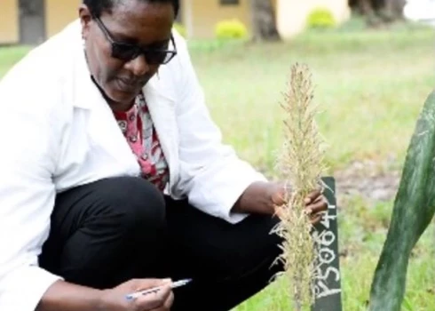 Tanzānijā atklāts vēl nezināms un dīvains augs