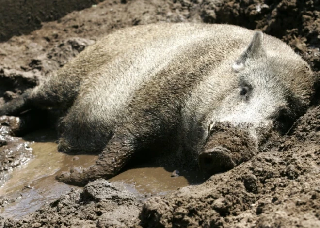 АЧС расползается по Европе: Латвия участвует в создании вакцины от этого опасного вирусного заболевания
