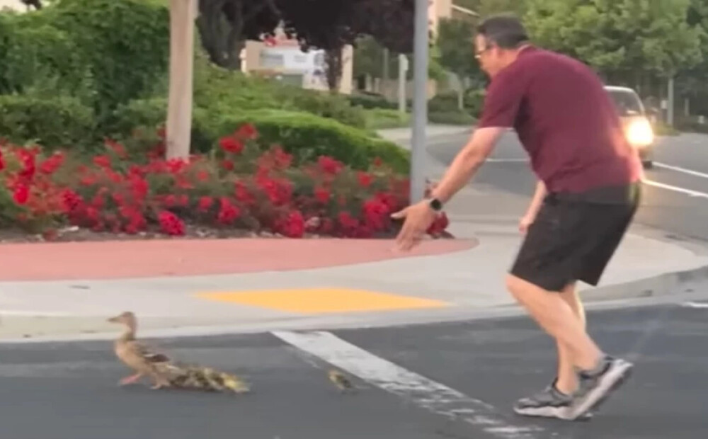 Kalifornijas pilsētiņa apraud vīrieti, kurš palīdzēja pīļu ģimenei šķērsot ielu