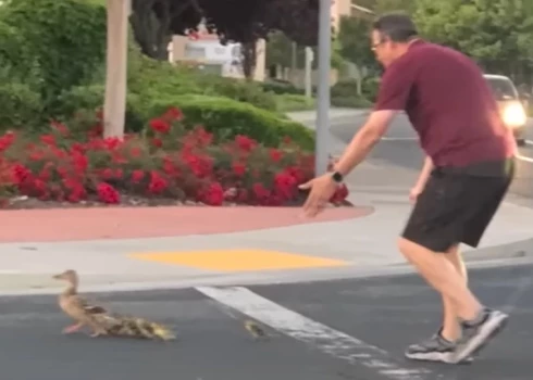 Kalifornijas pilsētiņa apraud vīrieti, kurš palīdzēja pīļu ģimenei šķērsot ielu
