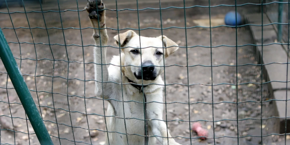 Приют для животных Ulubele устраивает акцию по сбору средств на ветеринарную клинику