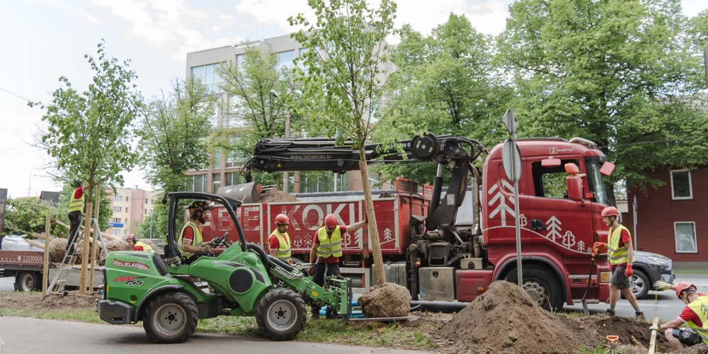 Rīgas ielās šogad plānots iestādīt rekordlielu koku skaitu