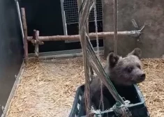 Bez mammas palikušais lācēns dodas uz savu jauno mājvietu Francijā