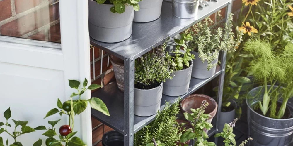 Городское садоводство: как устроить сад на балконе и что посадить летом