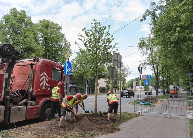 Рига станет зеленее: в этом году в городе посадят более 1000 деревьев