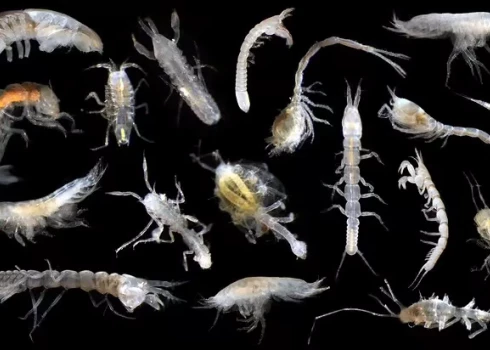 Klusā okeāna reģionā zinātnieki atklāj līdz šim nezināmas 5000 sugu