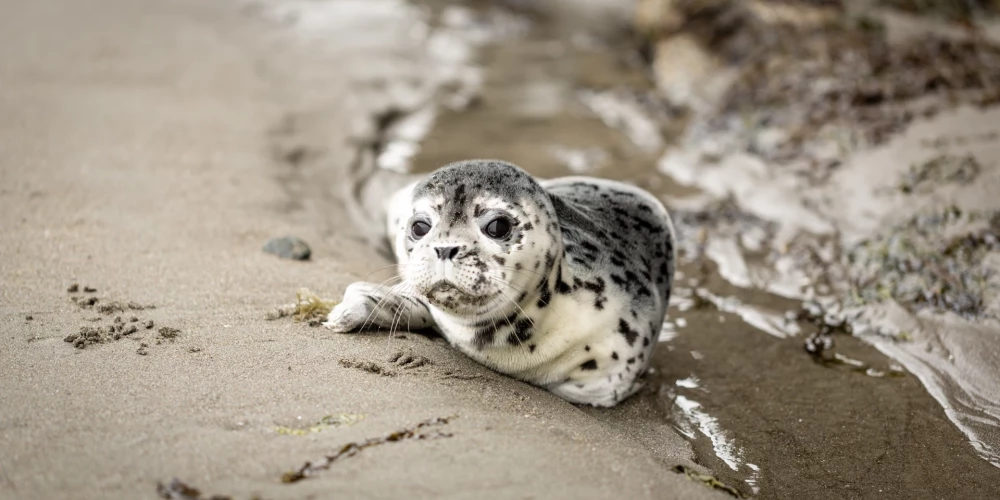 В последние дни на берег моря в Лиепае выбрасывает мертвых тюленей