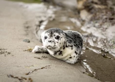 В последние дни на берег моря в Лиепае выбрасывает мертвых тюленей