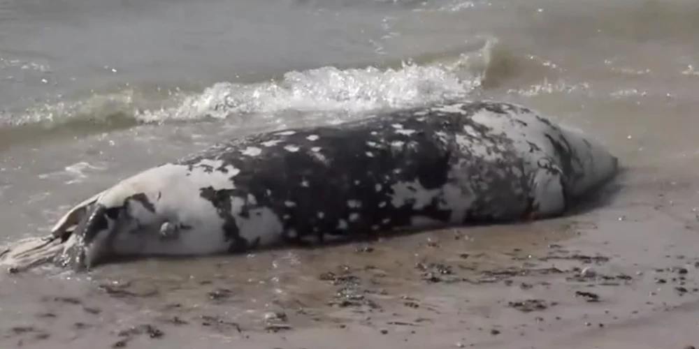 Pēdējās dienās jūras krastā Liepājas pusē izskalots liels skaits mirušu roņu