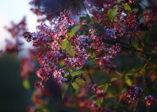 Svētdiena būs sausa un saulaina; pēcpusdienā gaiss iesils līdz +21 grādam