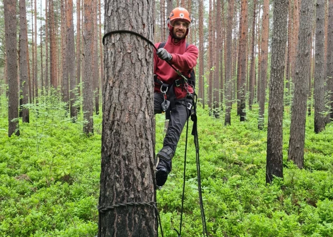 Rīgas vanagu pētnieks cietis pamatīgos uzbrukumos