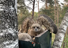 Labas ziņas! Apdraudētā ūpja ligzdvietās novēroti pirmie jaunie putni