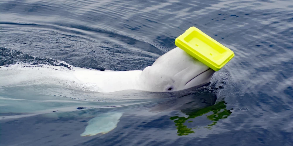 Российский "кит-шпион" Хвалдимир замечен у берегов Швеции