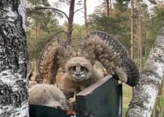 Птенцы совы в гнезде, установленном Латвийским орнитологическим обществом (Фото: Latvijas Ornitoloģijas biedrība / Nauris Hofmanis)