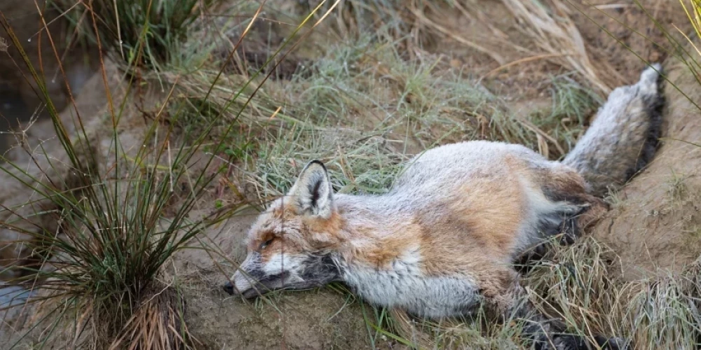В Латвии птичий грипп впервые обнаружен у мертвой лисы в Даугавпилсе
