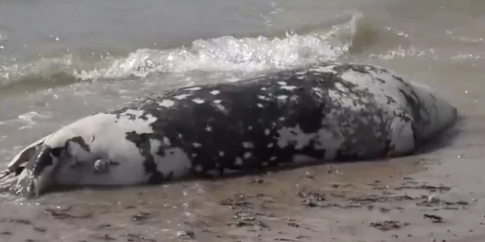 Найденные в Лиепае тюлени могли умереть от колотых ран