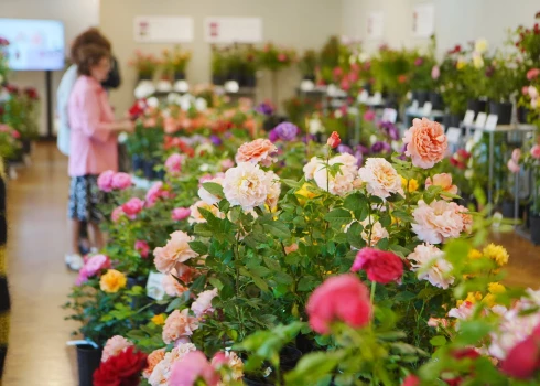 Dabas muzejā izstādē "Rožu dārzs 2023" iespēja apskatīt 100 rožu šķirņu