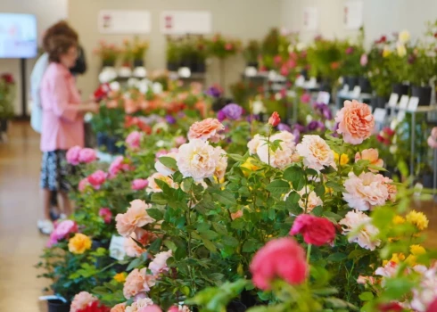 Цветущая Рига: в Ботаническом саду расцвели рододендроны, а в Музее природы открылась выставка роз