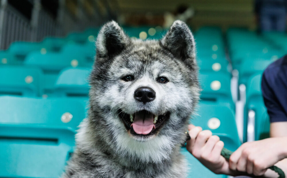 FOTO: jūnijā Ķīpsalā norisināsies skaistāko un dižciltīgāko suņu un kaķu izstāde