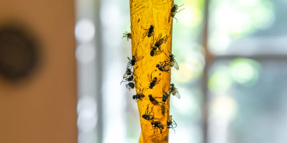 Избавляемся от мух в доме: запахи, которые отпугивают назойливых насекомых