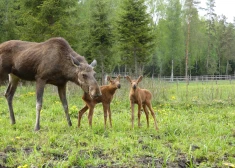 FOTO: Līgatnes dabas takās pasaulē nākuši trīs alnēni