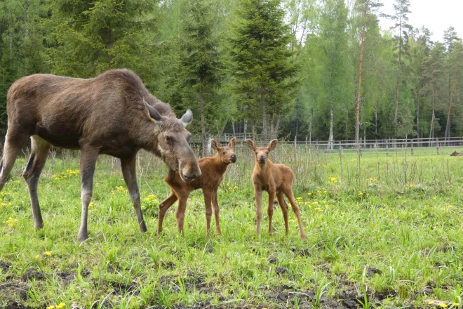 Meija un dvīņi.