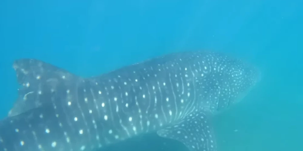 ВИДЕО: ученые запечатлели удивительное поведение китовой акулы на дне океана