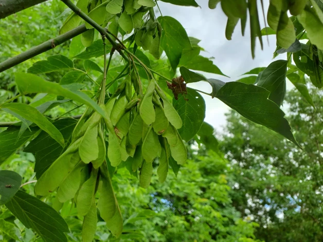 Ošlapu kļava (Acer negundo). Daugavas lokos upes krastā vietām vairs nav ierasto koku – visu pārņēmušas ošlapu kļavu monoaudzes. Apakšā melna zeme, nekas cits vairs neaug.