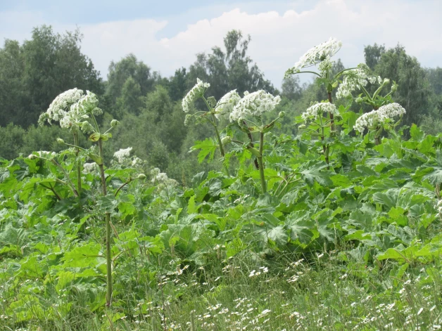 Sosnovska latvāni (Heracleum sosnowskyi) savulaik ieviesa kā vērtīgu lopbarības augu – zaļās masas daudz, nav vajadzīga papildu kopšana. Tagad tas daudzviet izvērties lielās audzēs, turklāt draud ar apdegumiem.