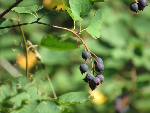 Vārpainā korinte (Amelanchier spicata) ļoti agresīvi ielaužas gaišajos priežu mežos, kur nokritušās lapas veido tādu augsnes struktūru, kas priedēm nepatīk. Mūsu videi raksturīgie gaišie priežu sili atkāpjas.