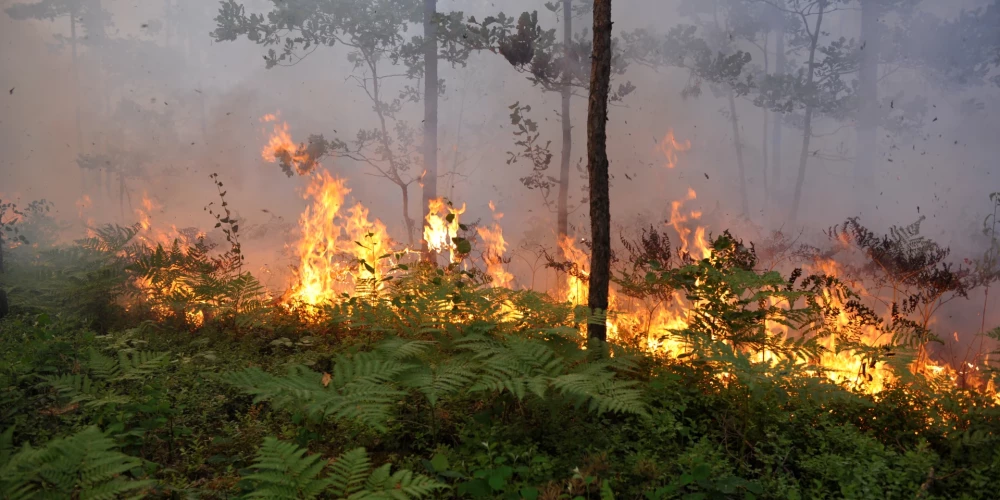Piektdien Ādažu novadā dzēsts meža ugunsgrēks 13,3 hektāru platībā
