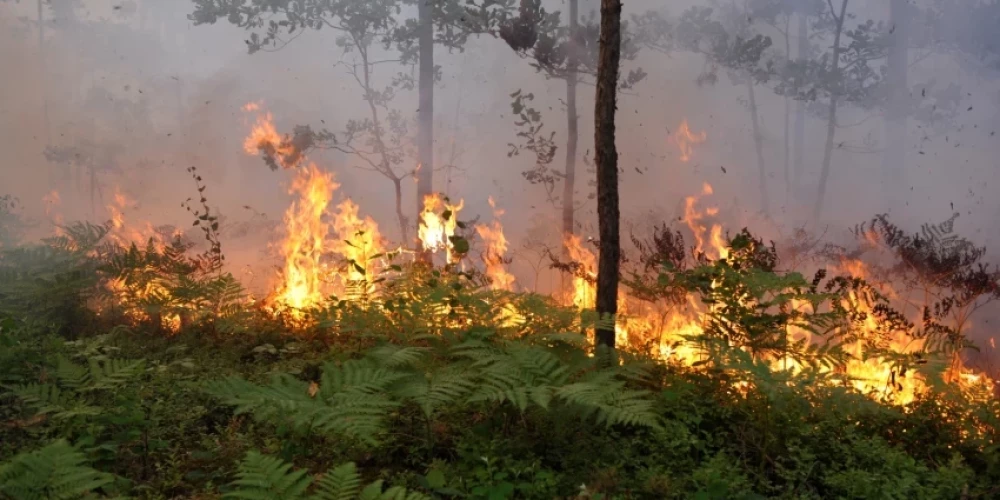 В Адажском крае потушен лесной пожар на площади 13,3 га