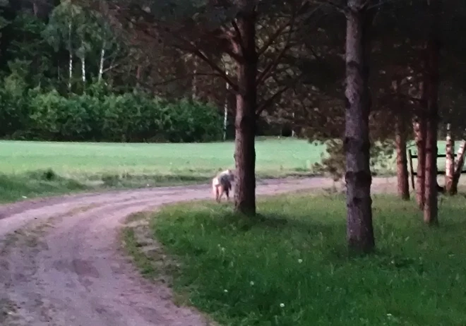 Šie ir mājas suņi, kurus bezatbildīgs saimnieks palaidis brīvsolī.