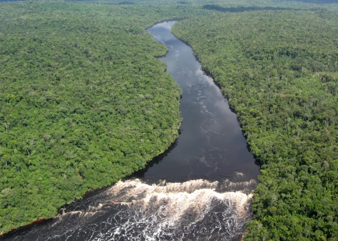 "Это имеет планетарные последствия": ласа Амазонки массово вырубают ради производства мяса